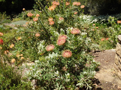 Kirstenbosch National Botanical Garden.